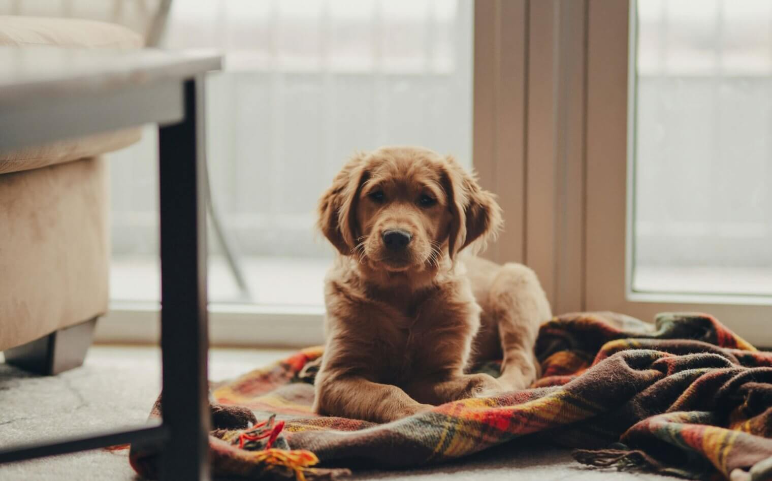josh hild - puppy at pet-friendly melbourne apartments